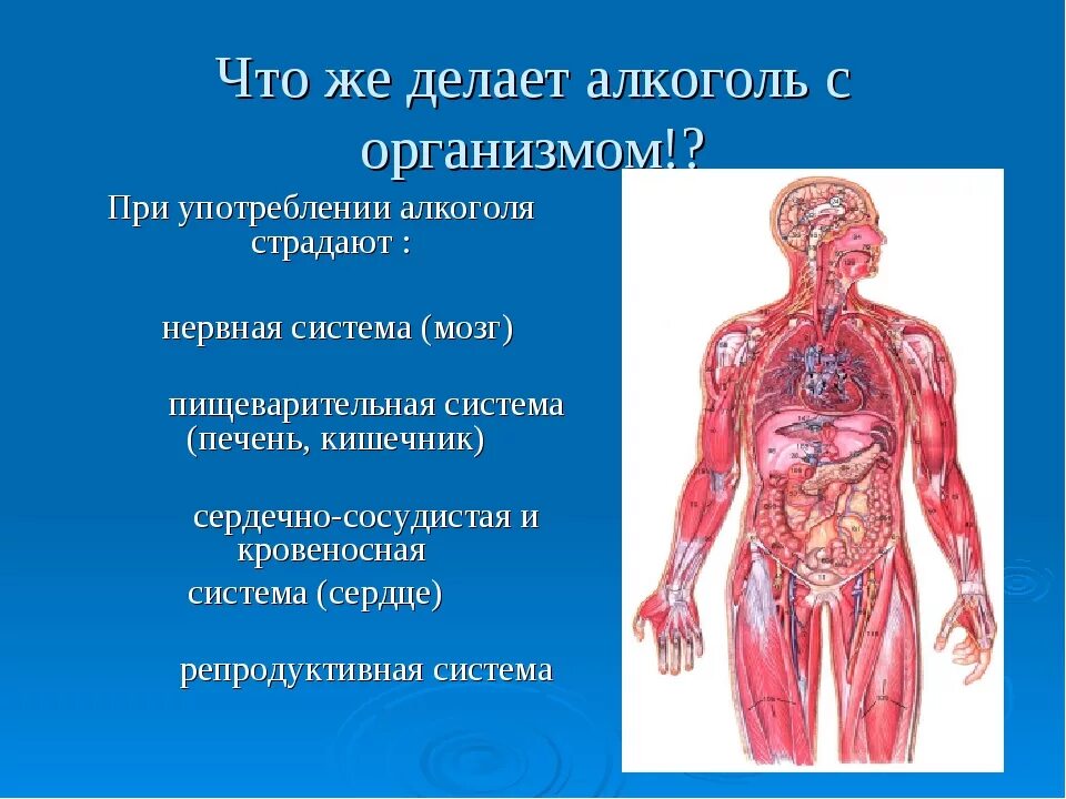 Виски орган человека. Кровеносная система человека. Алкоголизм влияние на органы. Кровеносная и нервная система человека.