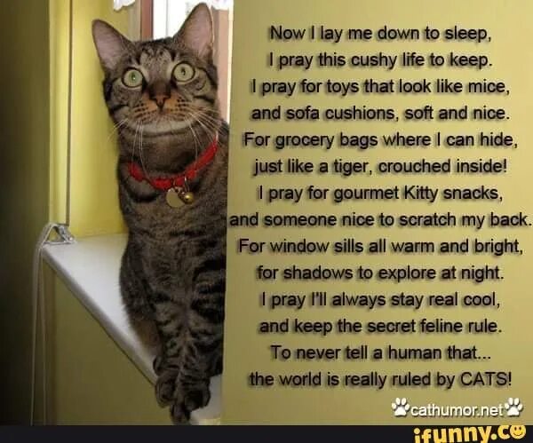 Молитва кота. Молитва за животных. Молитва для котов. Молитва для животных для кошек. Молитва питомца