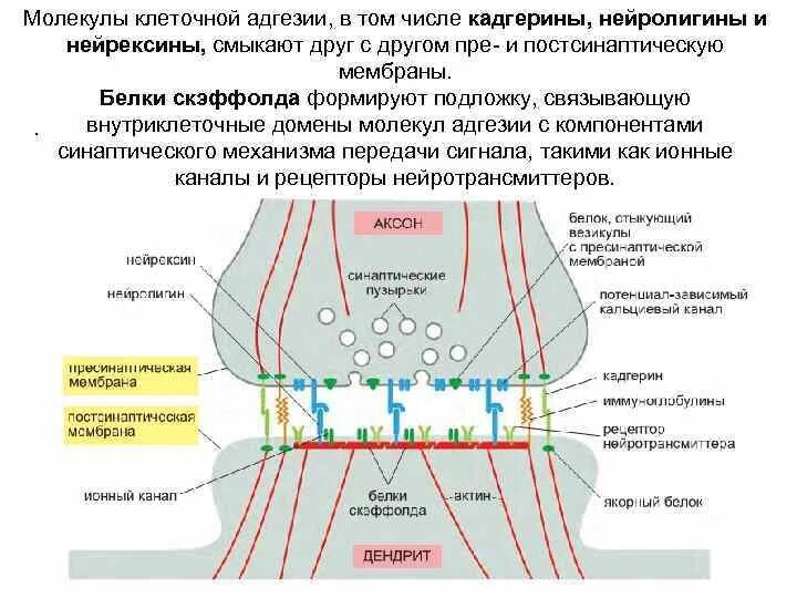Молекулы адгезии семейства функции примеры Фотографии КЛЕТОЧНАЯ АДГЕЗИЯ