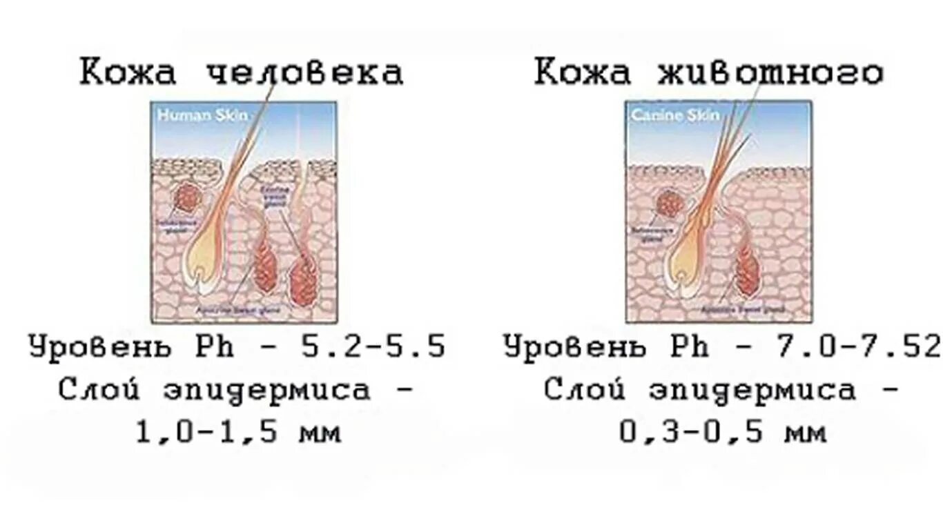 Стандарт породы немецкая овчарка промеры. Ph у собак. Внутреннее строение собаки анатомия. Кислотность корма. Показатели анализа мочи у кошек норма.