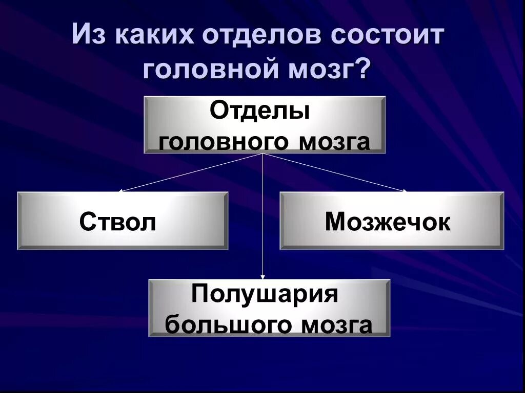 Суть ощущения состоит. Из каких отделов состоит.