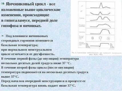22 день цикла это какая фаза