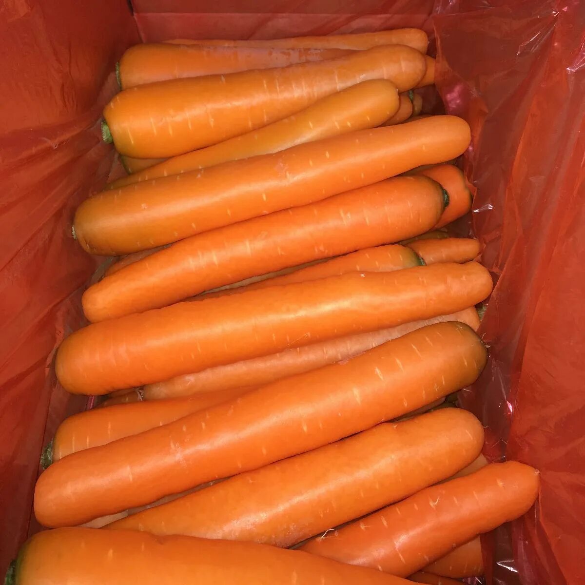 10 килограмм моркови. Кило моркови. Морковка килограмм. 2 Килограмма Марковки. Морковь 38 р/кг.