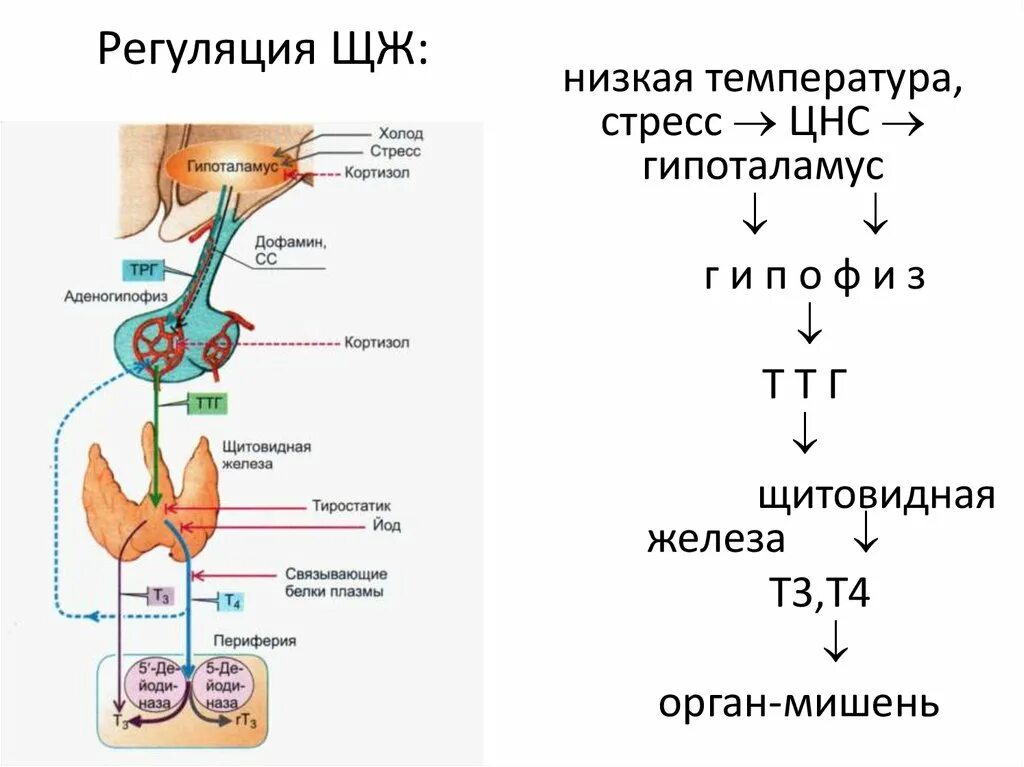 Слюна на кортизол как собирать. Регуляция гормонов щитовидной железы схема. Регуляция секреции кортикоидов физиология. Функции гормонов щитовидной железы физиология. Схему регуляции секреции кортизола.