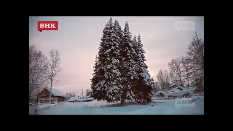 Сели под ели
