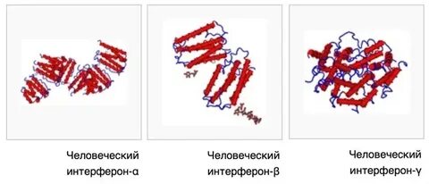 Интерферон гамма это