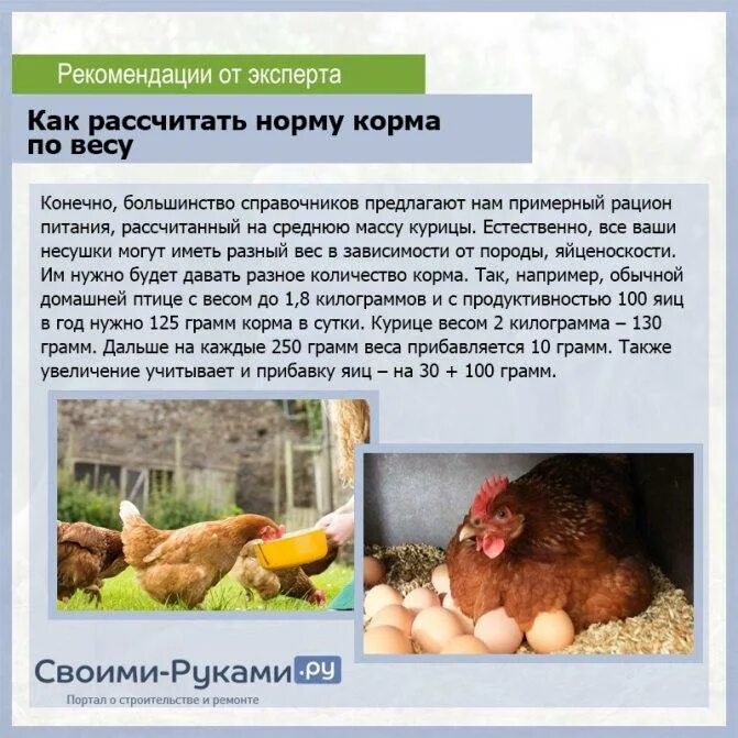 Курам можно давать ревень. Корм курам несушкам для яйценоскости. рацион кур несушек. кормление кур несушек. рацион корма для кур несушек.