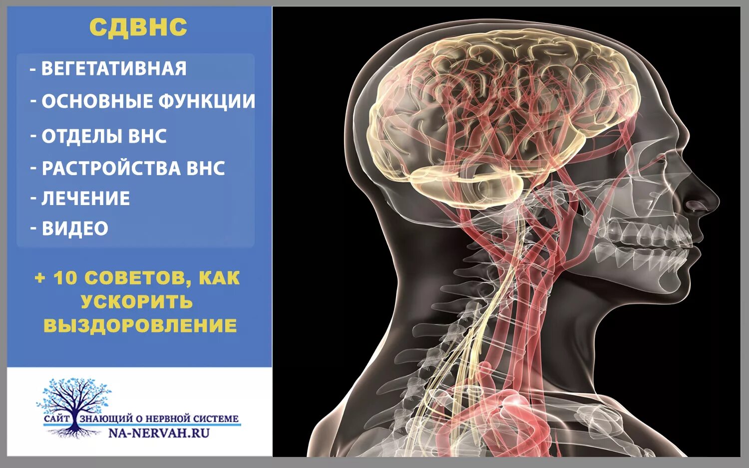 Функциональные нарушения нервной системы. Дисфункция вегетативной нервной системы. нарушение функций вегетативной нервной системы. расстроена вегетативная система. расстройство внс.