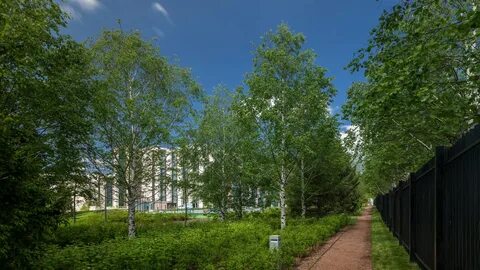 Березы парк строгино