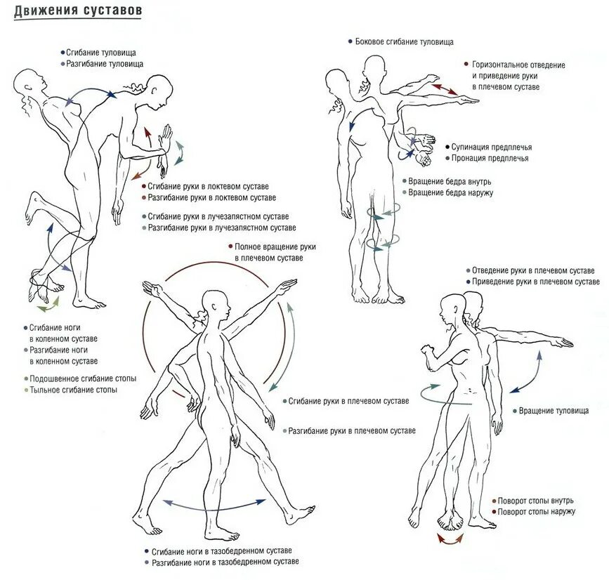 Какие движения происходят. Оси вращения в биомеханике суставов. Биомеханика суставов названия движений. Биомеханика суставов схема. Движения в суставах отведение приведение.