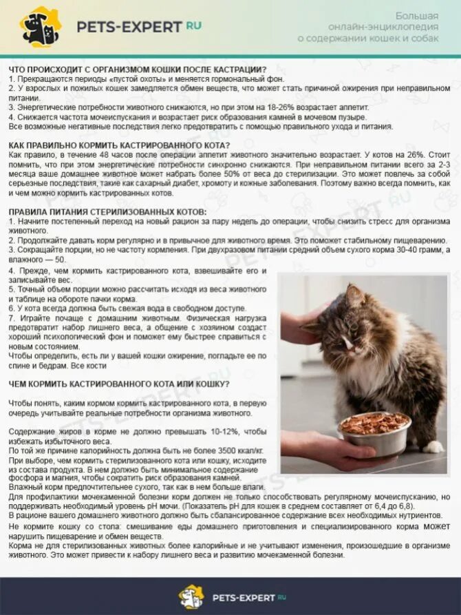 Сколько корма давать котятам в день. Рацион питания кошки. Рацион питания для кастрированного кота. Рацион еды для котов кастратов. Че кормить кастриврованного кота.