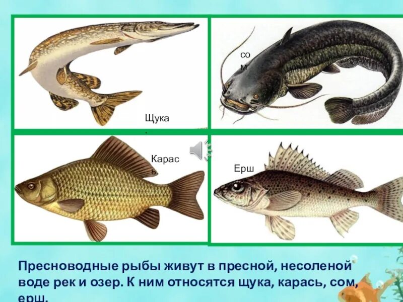 Ерш и щука. Озёрные рыбы названия и фото. Рыбы щука и карась. 8 бит ерш щука бычок карась. Окунь,ерш,пескарь.