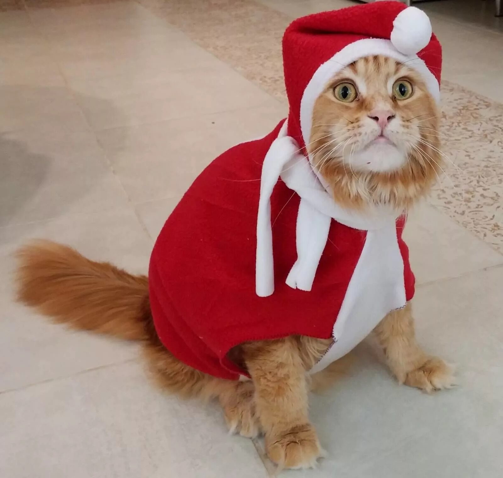 Рыжий кот в костюме. Новогодние костюмы для котов. новогодний костюм для кота. кот в костюме. костюм для кота смешной.