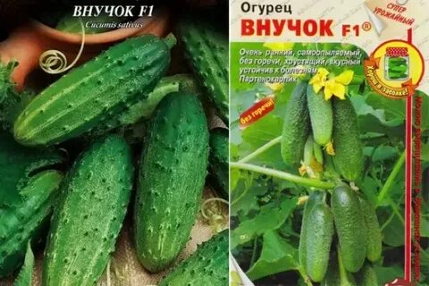 Внучка отзывы