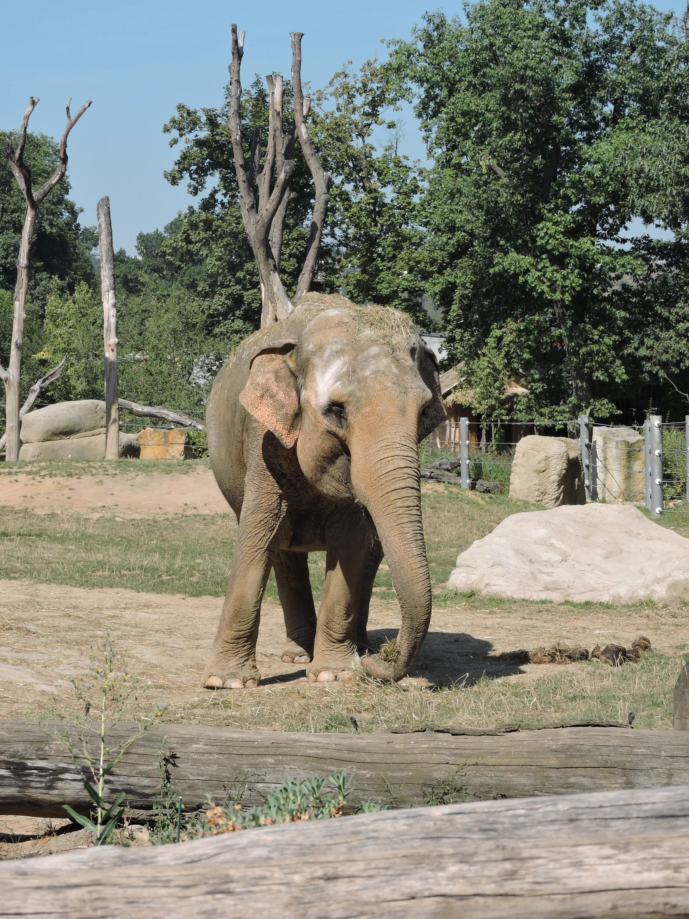 Old elephant. Животные Индии. Слон долгожитель. Дикие животные Индии. Зоопарки с африканскими слонами.