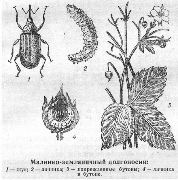 Вредители клубники описание с фотографиями. Малинно-Земляничный долгоносик. Долгоносик, малинный Жук. Малино земляничеыйдолгоносик. Земляничный долгоносик Жук.