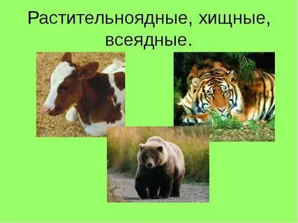 Плодоядные животные