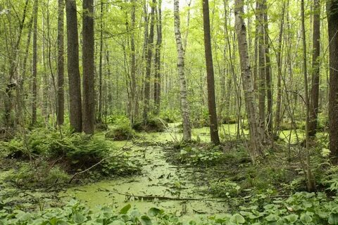 Санкт петербург болото