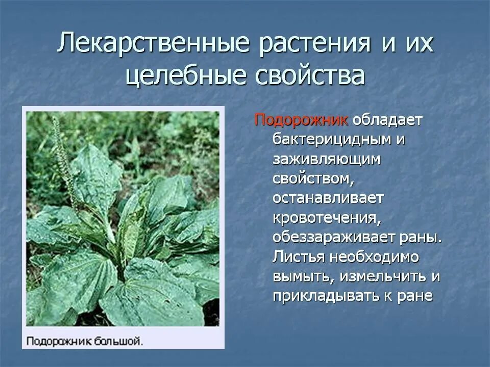 Основные свойства растения. Лечебные растения. Полезные лекарственные растения. Лекарственные растения и их свойства. Лечебные свойства растений.