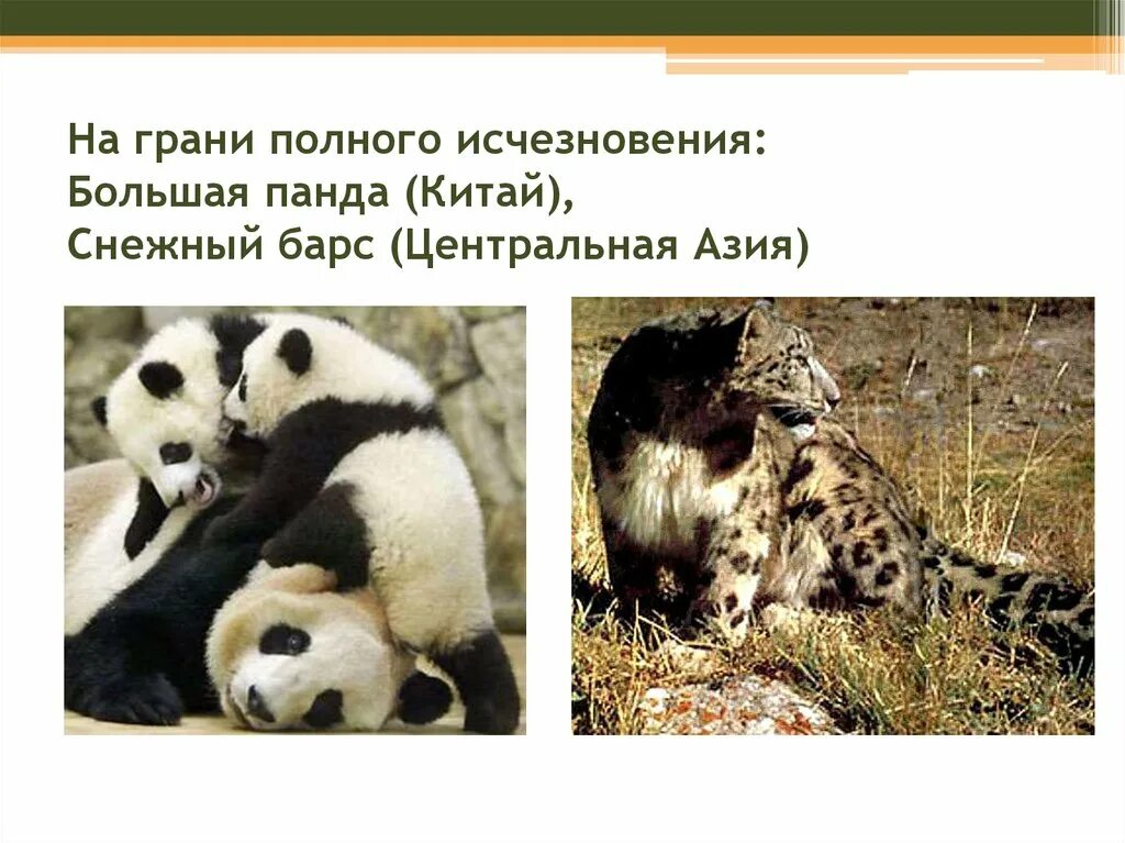 Панда на грани исчезновения. Большая панда причины исчезновения. Панда красная книга. Панда исчезающий вид. Почему панды вымирающий вид.