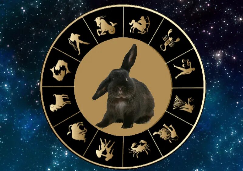 Астрологический прогноз 2023. Год кролика. Знаки зодиака по годам. Восточная астрология. Знак зодиака 2023 года.