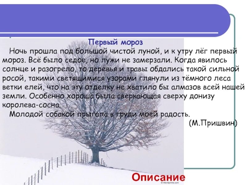 Текст первый мороз. Первый Мороз пришвин. Ночь прошла под большой чистой луной и к утру лег первый. Первый Мороз ночь прошла под большой. Первые Морозы.