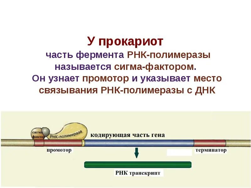 Строение РНК полимеразы у эукариот. РНК полимераза эукариот и прокариот. РНК полимераза прокариот структура. Роль субъединиц РНК полимеразы.