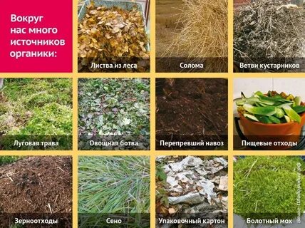 Какие культуры любят