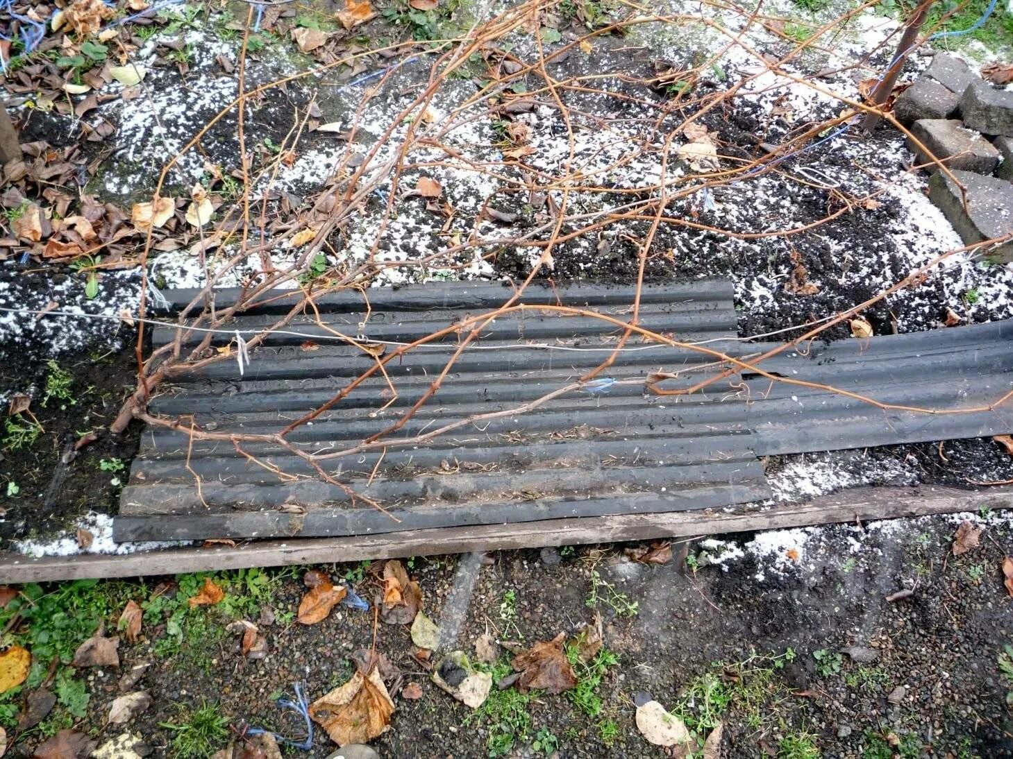 При какой температуре закрывают виноград на зиму. Тоннельное укрытие винограда. укрытие винограда на зиму на урале. укрытие винограда на зиму в средней полосе. укрытие винограда рубероидом.