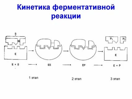 Ферментативные реакции