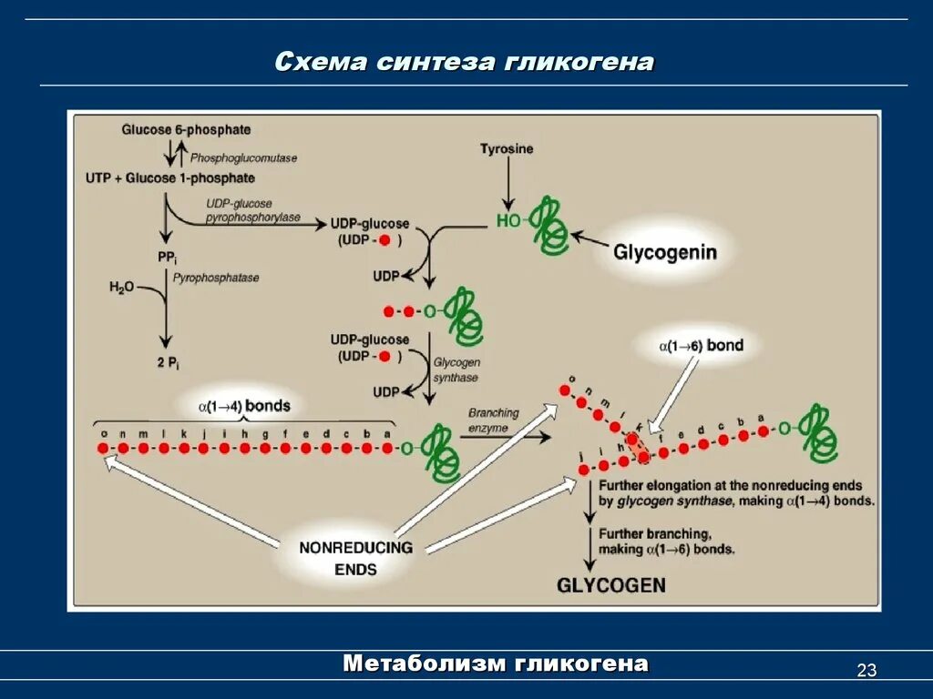 Стимулирует синтез гликогена в печени. Схема метаболизма гликогена в гепатоцитах. Гликогенолиз биохимия схема. Синтез и распад гликогена. Синтез гликогена биохимия схема.