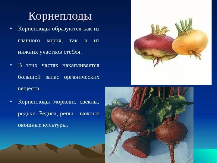 Метаморфозы корней корнеплоды турнепса. Видоизменения корня свеклы, редиса. Строения корнеплода турнепс. Корнеплод свеклы это видоизмененный. Строение корнеплода моркови.