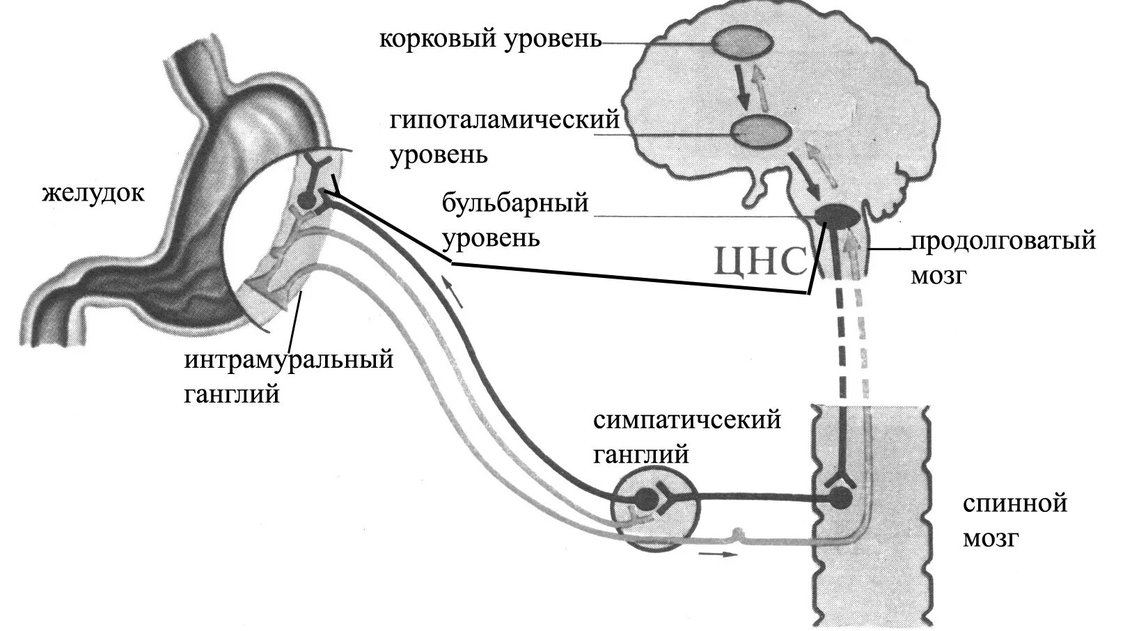 Схема условного рефлекса желудочной секреции. Регуляция пищеварения рефлекторная дуга. Схема вегетативной иннервации желудка. Рефлекторная дуга вегетативного рефлекса парасимпатической нервной.