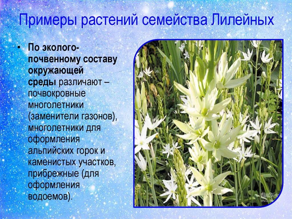 Растения семейства лилейных список. Лилейные многолетние растения. Декоративные Лилейные растения. Лилейные растения примеры растений.