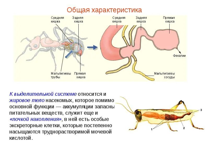 Какой класс имеет мальпигиевы сосуды. Выделительная система насекомых жировое тело. Мальпигиевы сосуды система у насекомых. Мальпигиевы сосуды строение. Мальпигиевы сосуды и жировое тело.