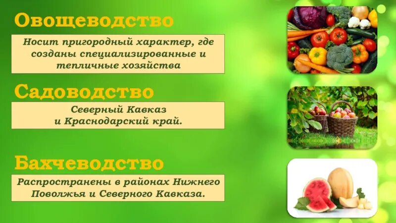 Бахчеводство отрасль земледелия широко распространенная. Растениеводство 9 класс география. овощеводство география размещения. овощеводство садоводство культура. садоводство,овощеводство и бахчеводство..