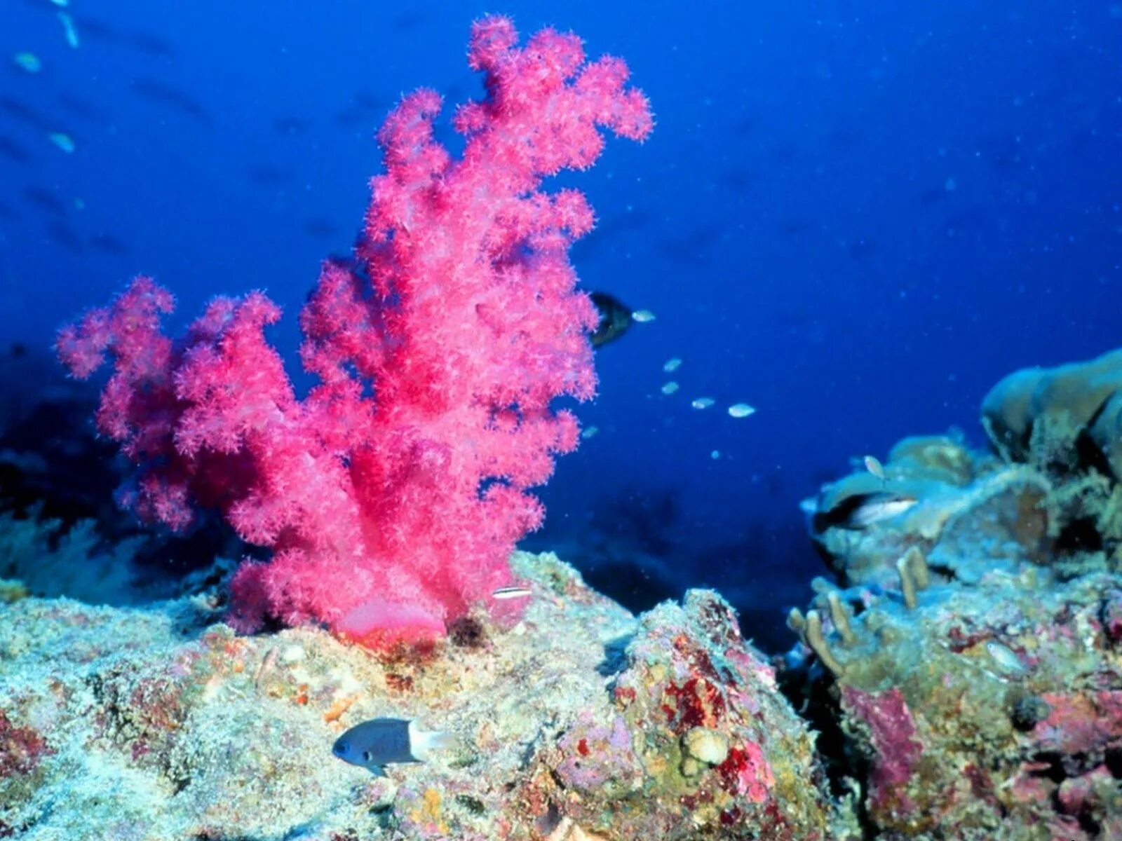 Coral more. Кораллы бентос. Коралловые полипы и водоросли. Коралловые полипы красный коралл. Большой Барьерный риф коралловые полипы.