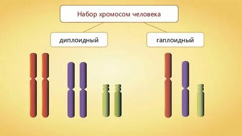 Гаплоидное поколение хвощей
