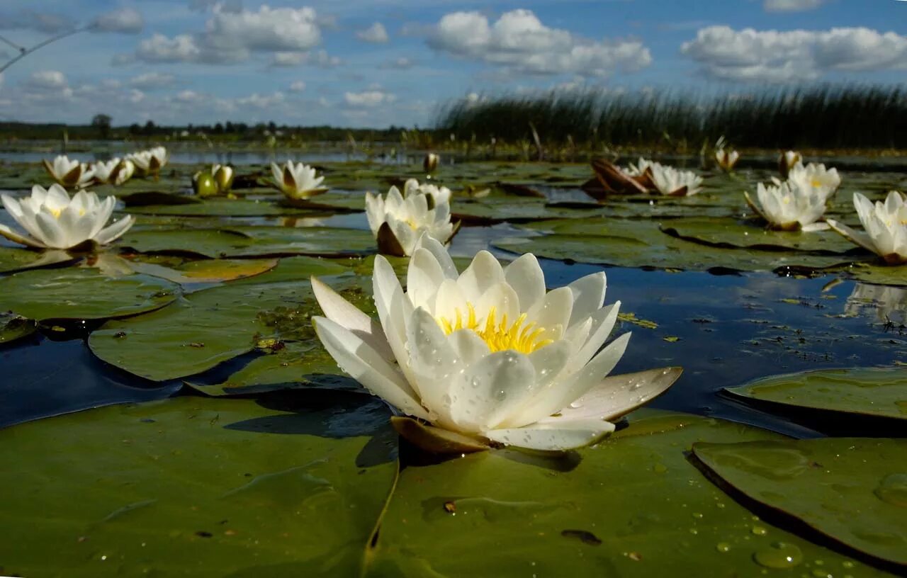 Нимфея Болотная. Растения водоёмов кувшинка белая. Озеро ханка растения кувшинка. Нимфея Озерная. Травы рек и озер