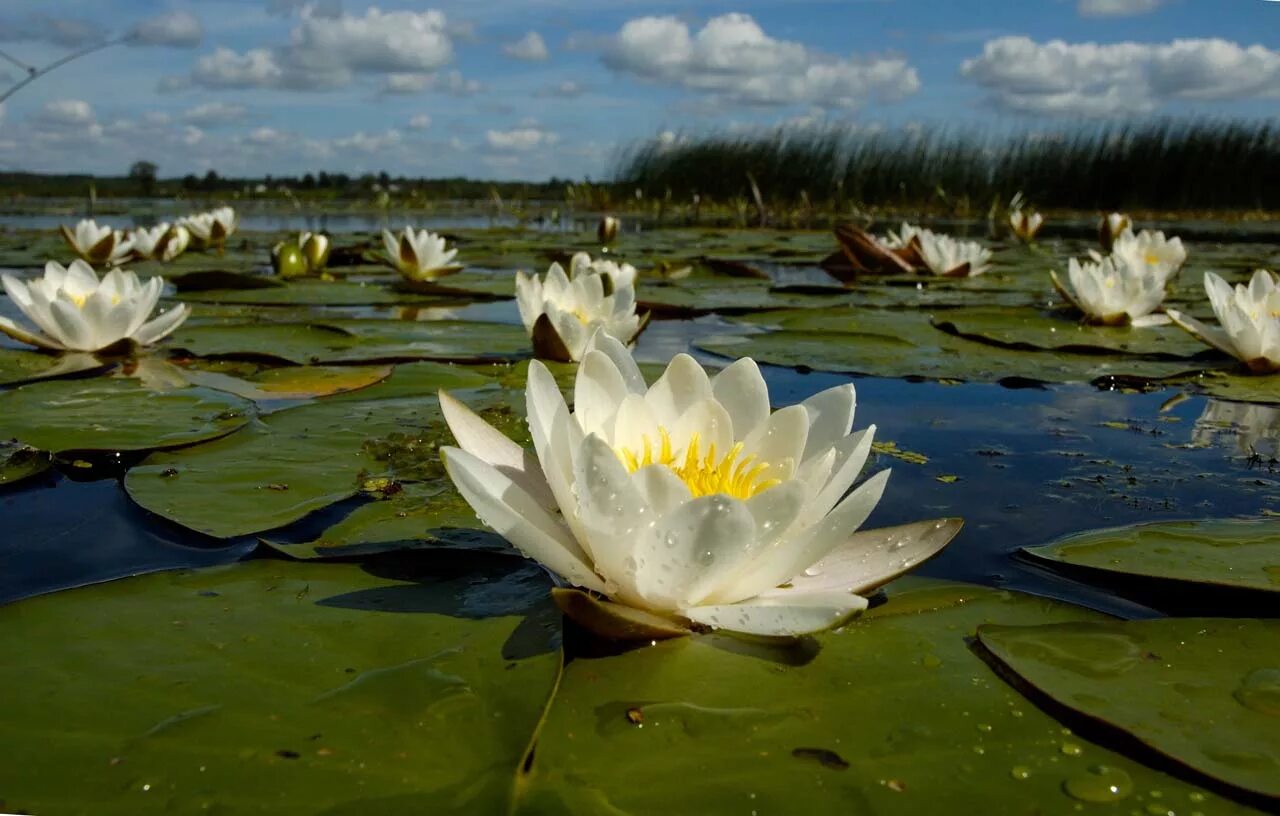 Цветы живущие в воде