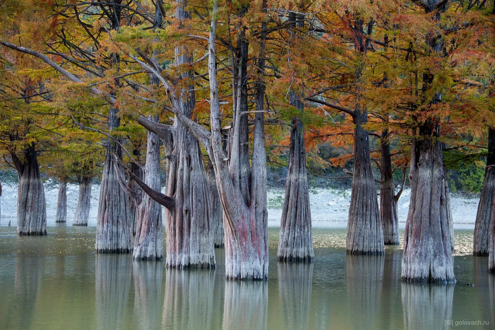 Деревья смотрят в воду. Кипарисовое озеро в Анапе. Сукко Анапа Кипарисовое озеро. Кипарисовая роща в Сукко. Озеро Сукко Кипарисовое озеро.