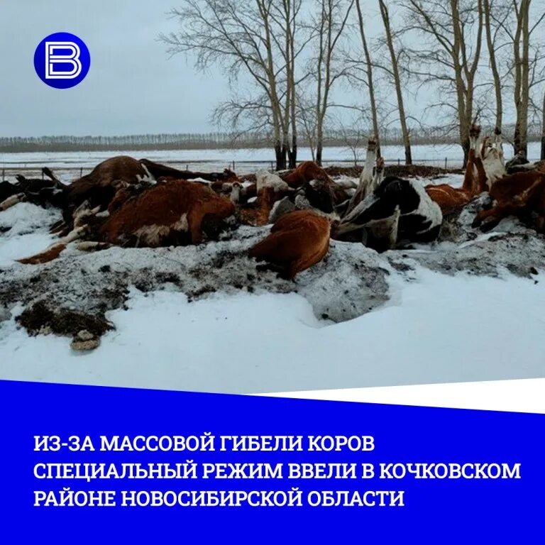 Новосибирский корова. Массовая гибель коров произошла в Новосибирской области. Массово гибнут