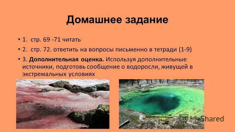 Водоросли которые живут в экстремальных условиях. Сообщение на тему водоросли живущие в необычных условиях. Сообщение о водорослях которые живут в экстремальных условиях. Экстремальные водоросли сообщение.