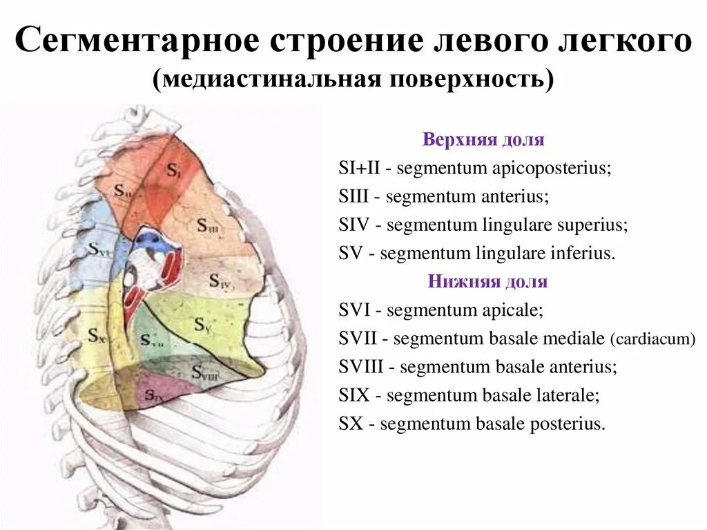 Легкие топография строение функции. Топография грудной. Топография стенки грудной полости. Строение левого легкого. Нижняя граница левого легкого