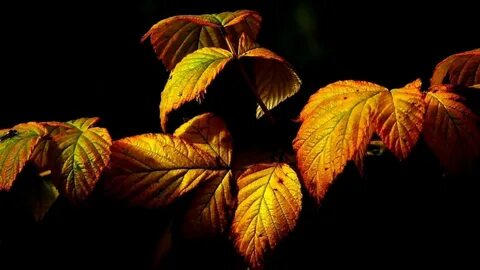 Leaves light on