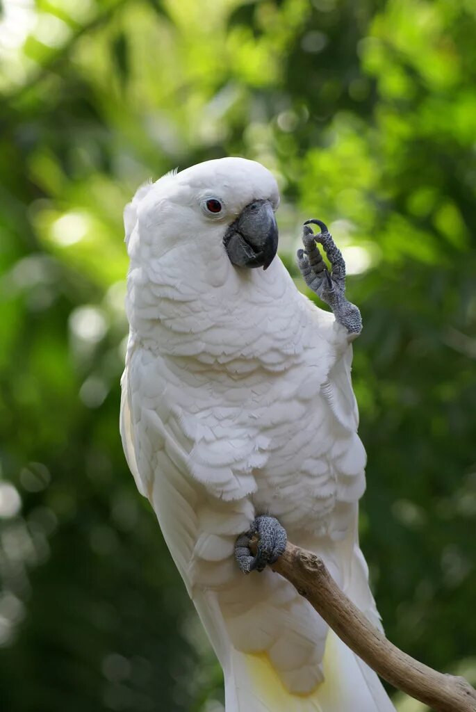 Какада. Попугай Какаду. Белый попугай Какаду. Попугай Какаду белохохлый.