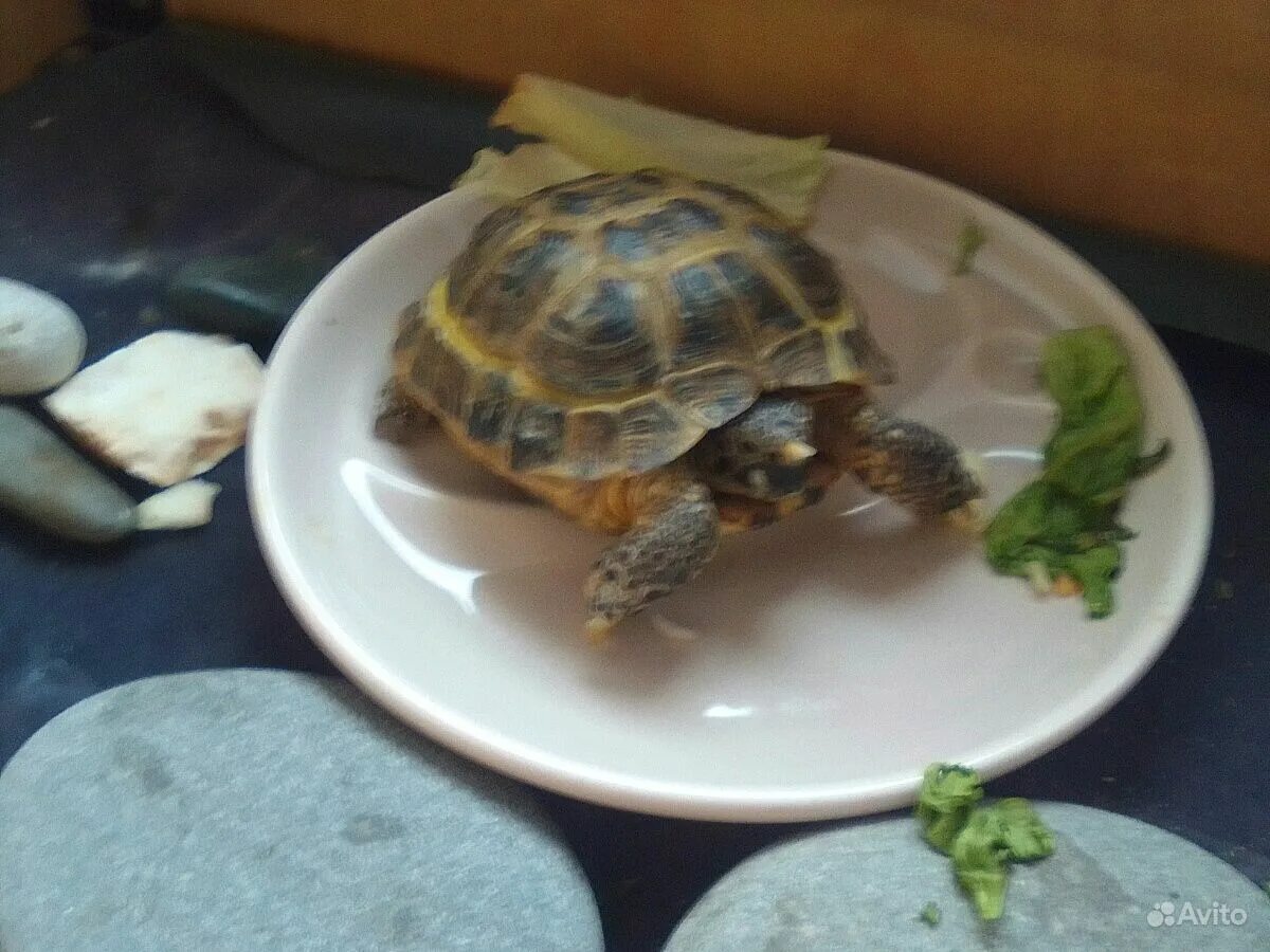 Нету черепах. Черепашка потерялась. Потерялась черепаха. Что делать когда потерялась черепаха. Нету черепах.