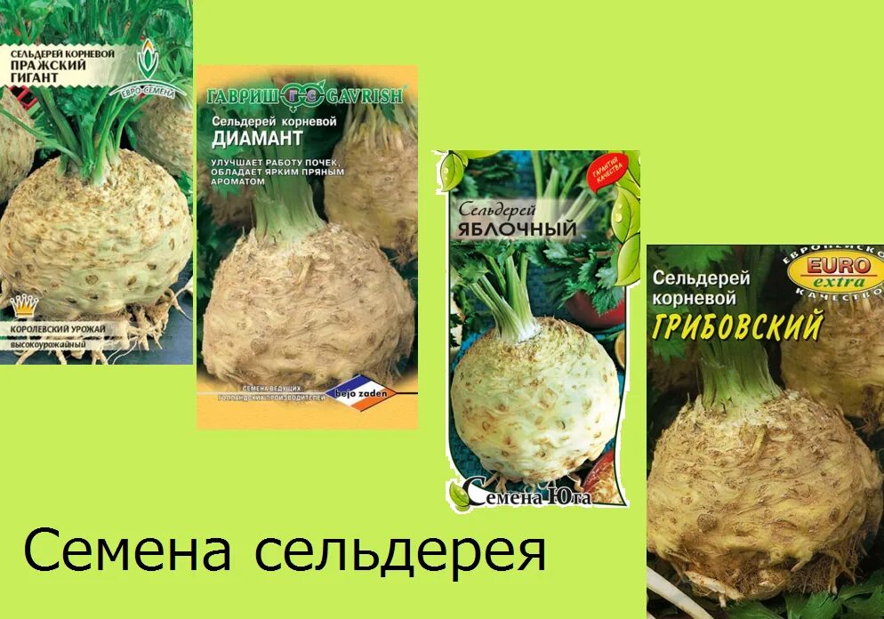 Корни голубики садовой. Сельдерей корневой бодрячок. Корневая у древовидного пиона. Как посадить корневой. Размножение ежевики черенками.