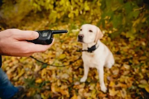Как отучить щенка подбирать с земли
