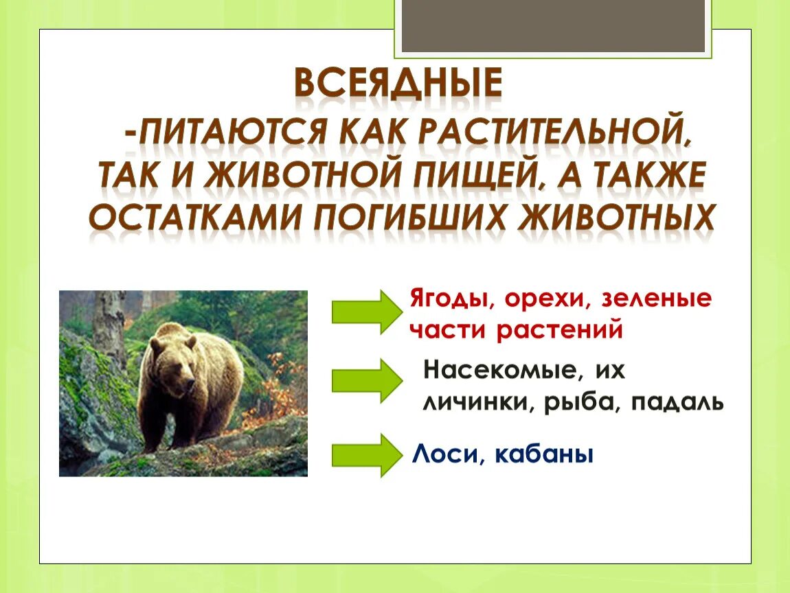 Как животные питаются 3 класс окружающий. Всеядные животные. Питание всеядных животных. Всеядные животные Хищные. Питание животных 6 класс.